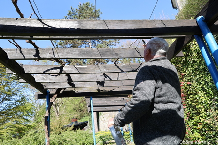 Rez kamniške trte, ki je potomka najstarejše vinske trte (5)